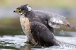 Sparrow Hawk (Accipiter nisus)