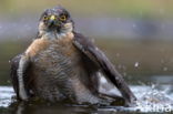 Sperwer (Accipiter nisus)