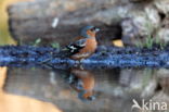 Vlaamse Gaai (Garrulus glandarius)