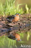 Vink (Fringilla coelebs)