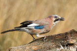 Eurasian Jay (Garrulus glandarius)