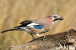 Vlaamse Gaai (Garrulus glandarius)