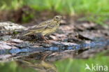 Tree Pipit (Anthus trivialis)