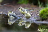 Blue Tit (Parus caeruleus)