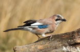 Eurasian Jay (Garrulus glandarius)