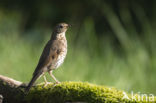 Zanglijster (Turdus philomelos)