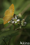 Keizersmantel (Argynnis paphia)