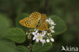 Silver-washed Fritillary (Argynnis paphia)