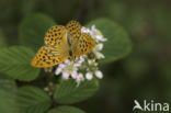 Silver-washed Fritillary (Argynnis paphia)