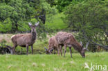 Edelhert (Cervus elaphus)