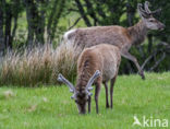 Red Deer (Cervus elaphus)