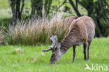 Red Deer (Cervus elaphus)