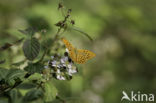 Silver-washed Fritillary (Argynnis paphia)