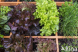 kitchen garden