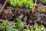 kitchen garden