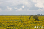 Common Ragwort (Jacobaea vulgaris)