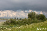 Hogweed (Heracleum sphondylium)