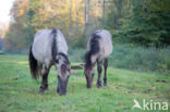 Konik horse (Equus spp)