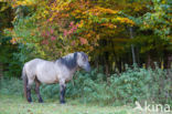 Konik horse (Equus spp)