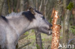 Konik horse (Equus spp)