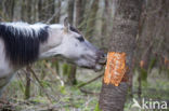 Konik horse (Equus spp)