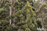 Eucalyptus diversicolor