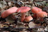 Potloodrussula (Russula rosea)