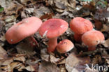 Potloodrussula (Russula rosea)