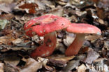 Potloodrussula (Russula rosea)