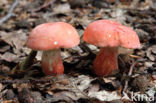 Potloodrussula (Russula rosea)