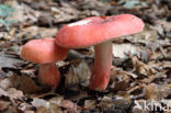 Potloodrussula (Russula rosea)