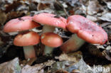 Potloodrussula (Russula rosea)