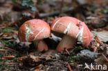 Potloodrussula (Russula rosea)