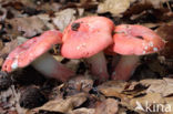 Potloodrussula (Russula rosea)