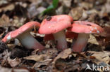 Potloodrussula (Russula rosea)