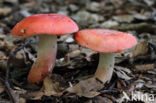 Potloodrussula (Russula rosea)