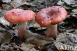 Potloodrussula (Russula rosea)