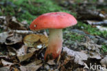 Potloodrussula (Russula rosea)