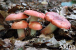 Potloodrussula (Russula rosea)