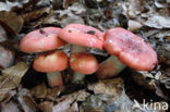 Potloodrussula (Russula rosea)