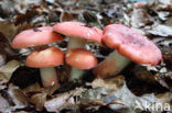 Potloodrussula (Russula rosea)