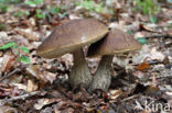 Leccinum griseum