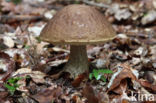 Leccinum griseum