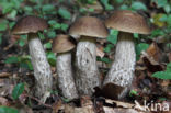 Haagbeukboleet (Leccinum griseum)