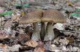 Leccinum griseum