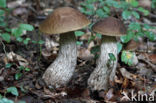 Leccinum griseum