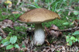 Leccinum griseum