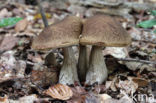 Leccinum griseum