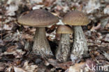 Haagbeukboleet (Leccinum griseum)