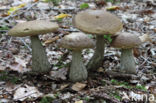 Haagbeukboleet (Leccinum griseum)